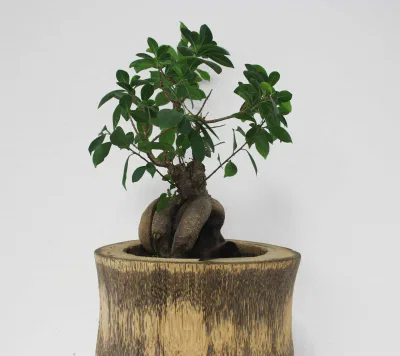 bonsai mod Maple Whisper