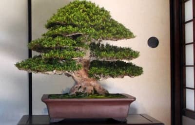 Bonsai Ficus Ginseng: come curarlo? Scopri come fare