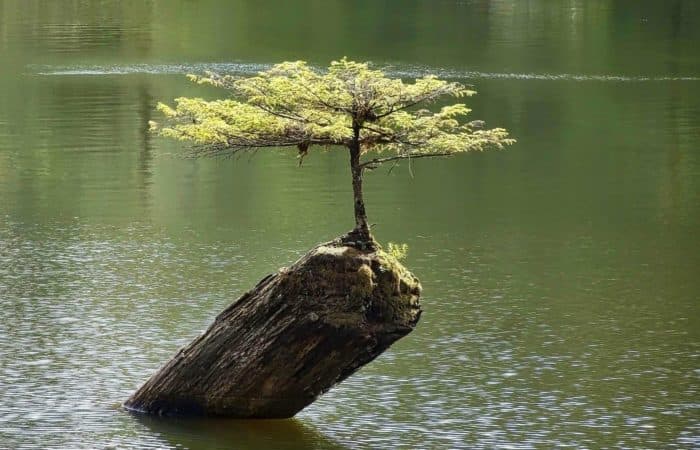 bonsai tree delivery Bonsai