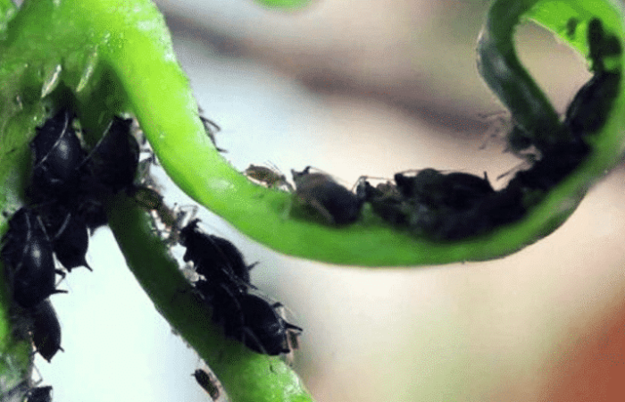 Eliminare afidi con rimedi naturali: scopri di più
