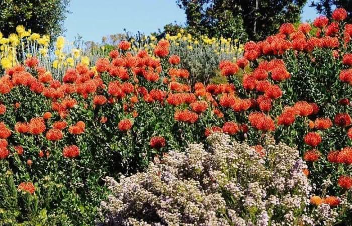Come coltivare la siepe fiorita