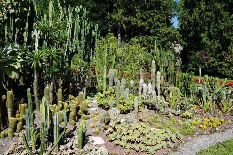 Arredare giardino con piante grasse