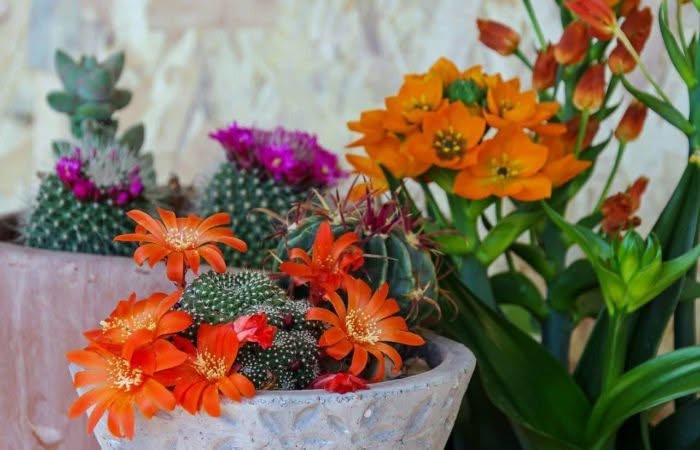 Come arredare con piante grasse il tuo giardino