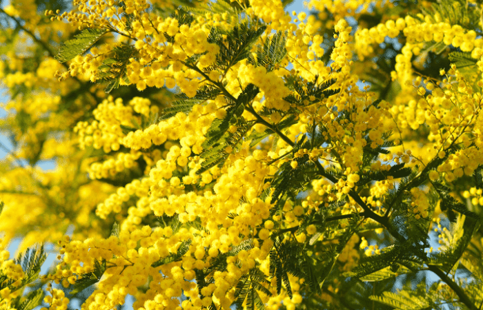 Mimosa: la pianta simbolo delle donne