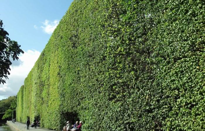 Pianta da siepe: come scegliere quella giusta?