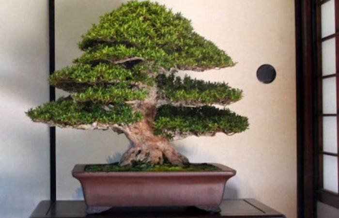 Gli stili e i tipi di Bonsai