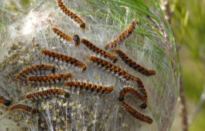 Processionarie del pino: di che cosa si tratta?