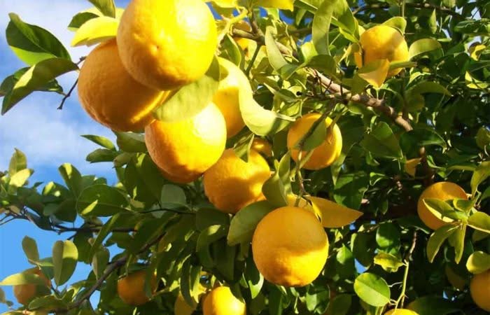 Irrigazione agrumi: scopri tutti i segreti