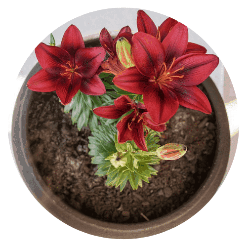 Fiori e Piante